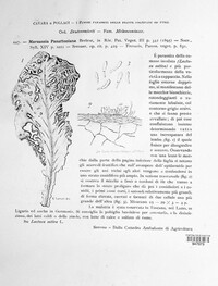 Microdochium panattonianum image